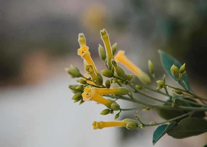 Kleos Noble Retreat - Private Estate (adults Only) Appartement *