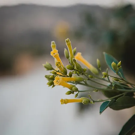 Kleos Noble Retreat - Private Estate (adults Only) Апартаменты *